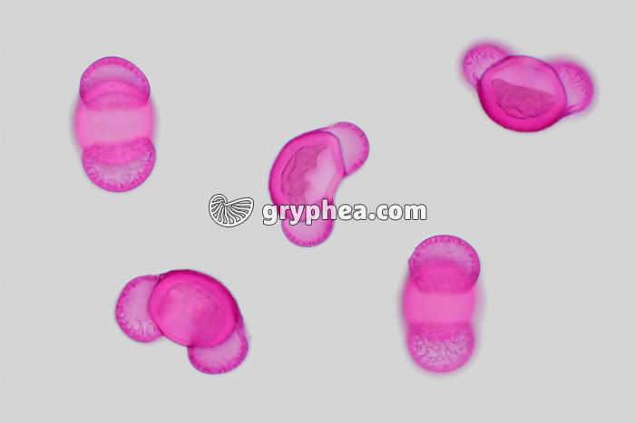 Pollen Pin sylvestre X100 - gryphea.com